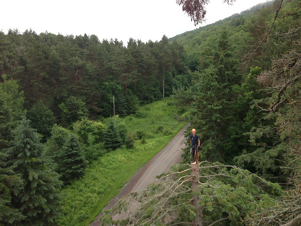 Tree felling Nepean