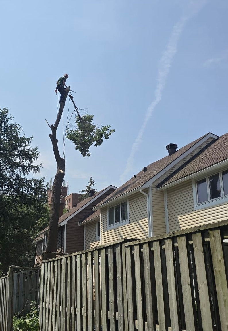 Norway Maple Removal in Kanata.