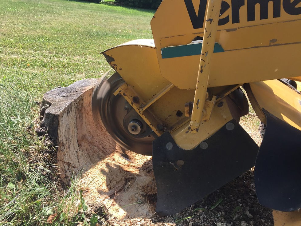 Stump Grinding in Stittsville, Kanata & the Ottawa area.