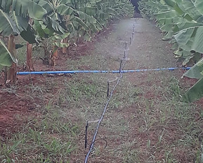 Irrigacao Agricultura.jpg