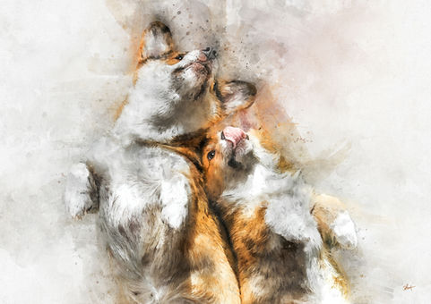 welsh corgi portrait