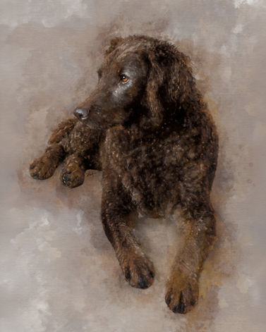 poodle cross artwork