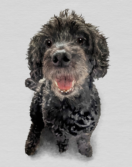 Hand-drawn memorial portrait of a black cockpoo