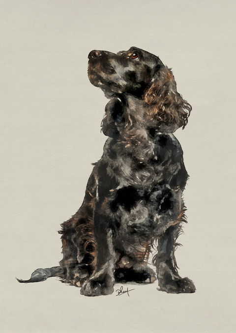 working cocker spaniel artwork
