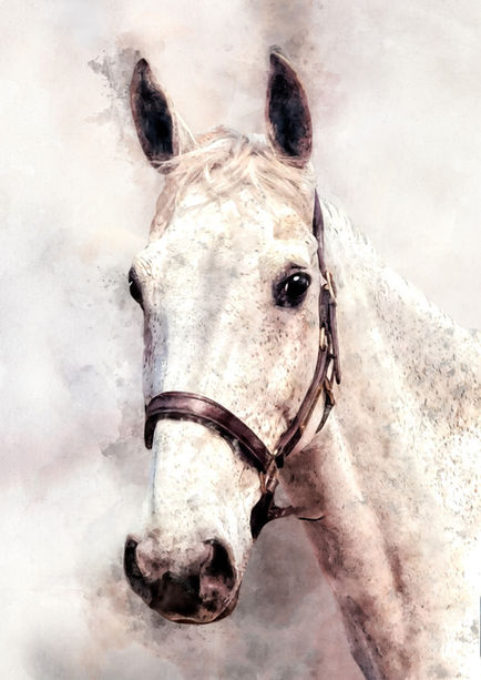 horse portrait