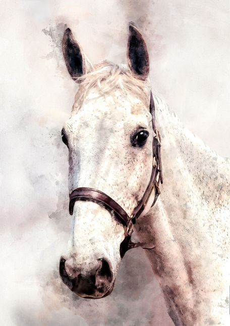 horse portrait