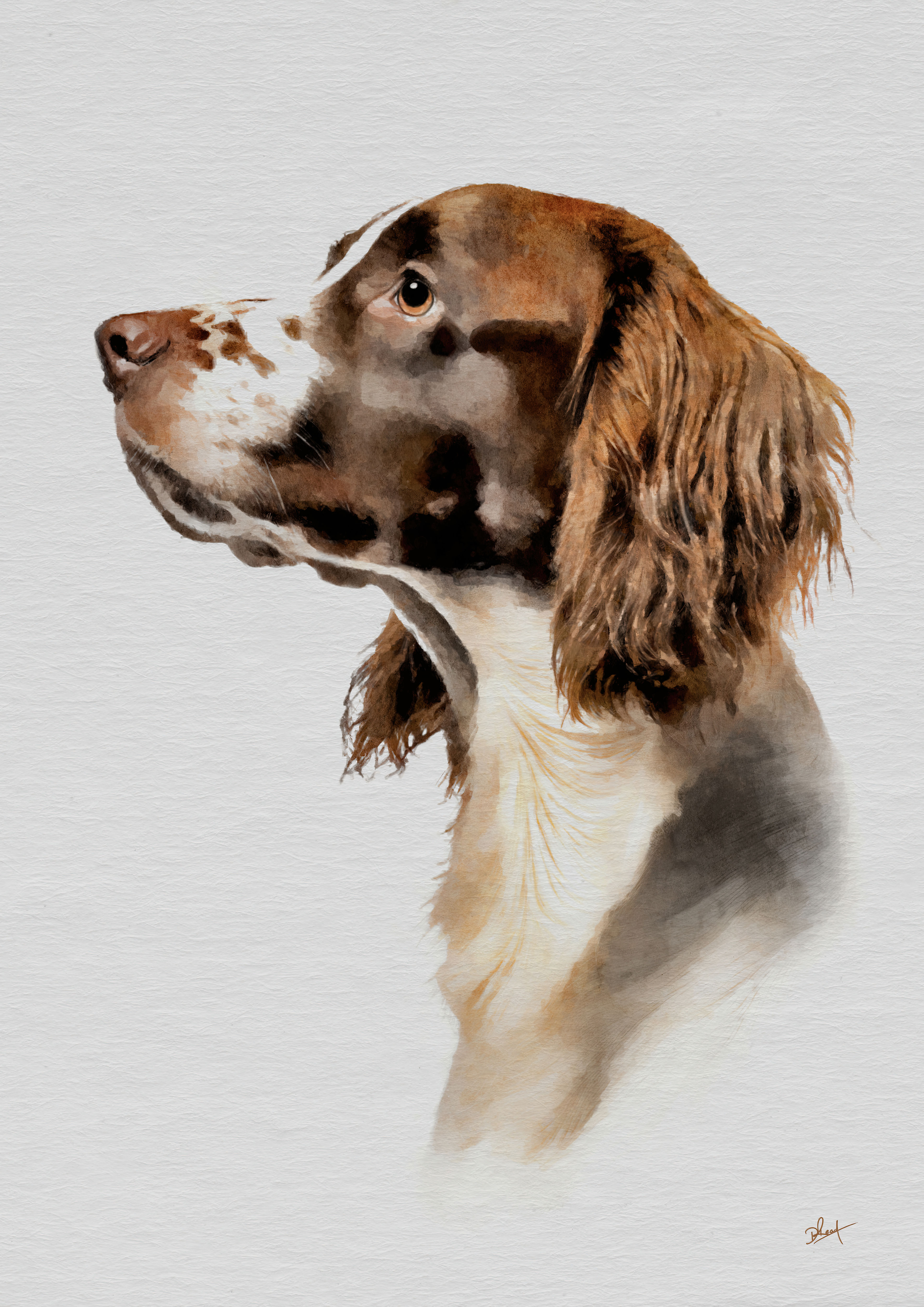 Springer Spaniel artwork