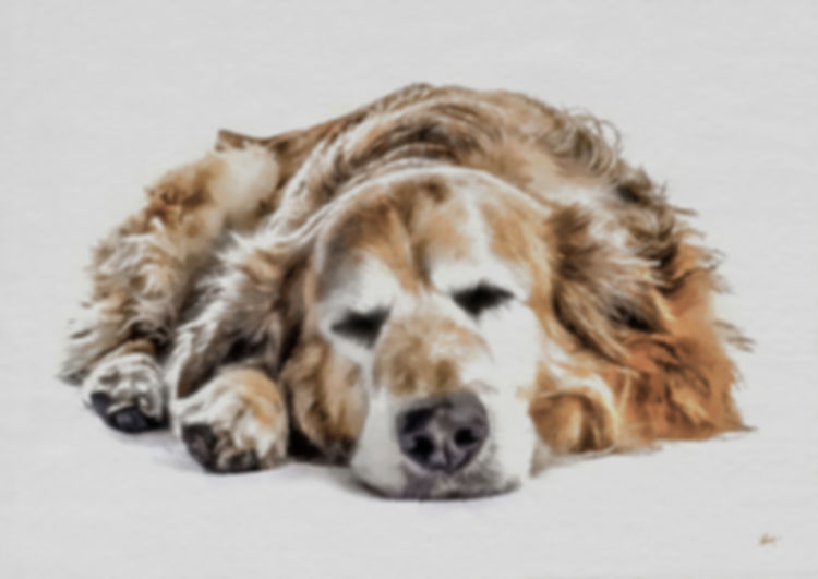 Framed Golden Retriever Artwork