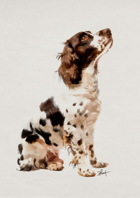 springer spanie artwork