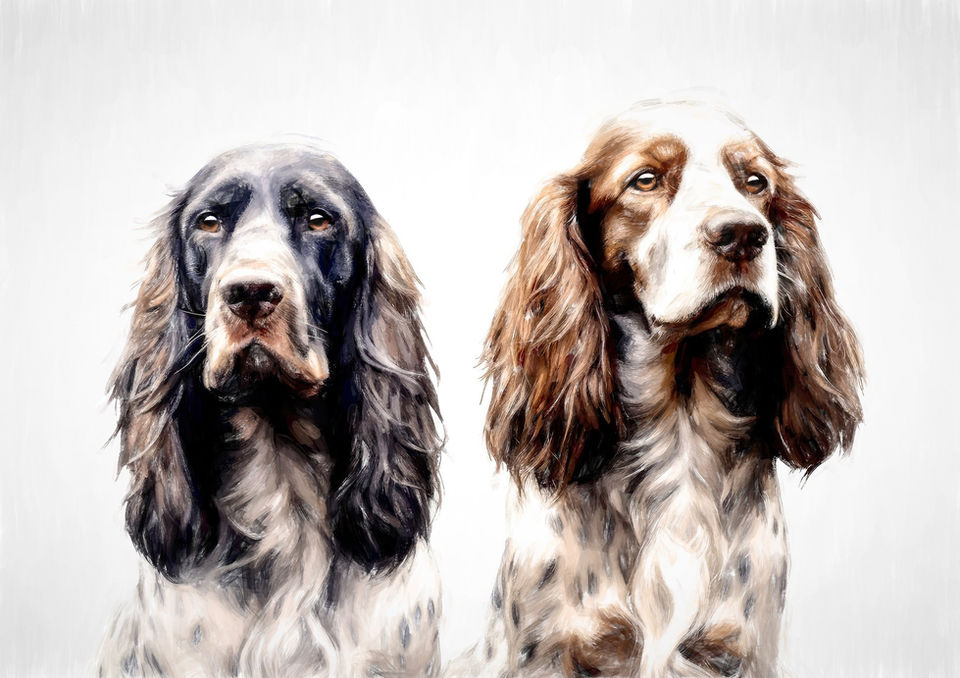 spaniels artwork