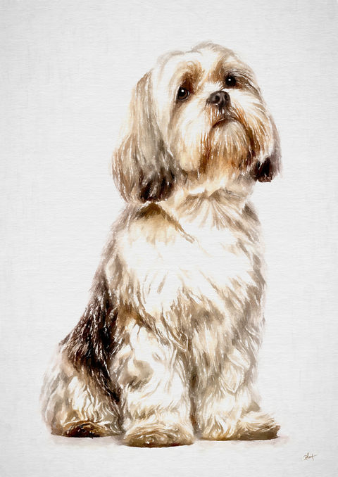 lhasa apso artwork