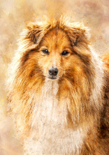 shetland sheepdog artwork