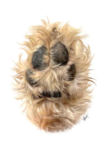 goldendoodle paw portrait