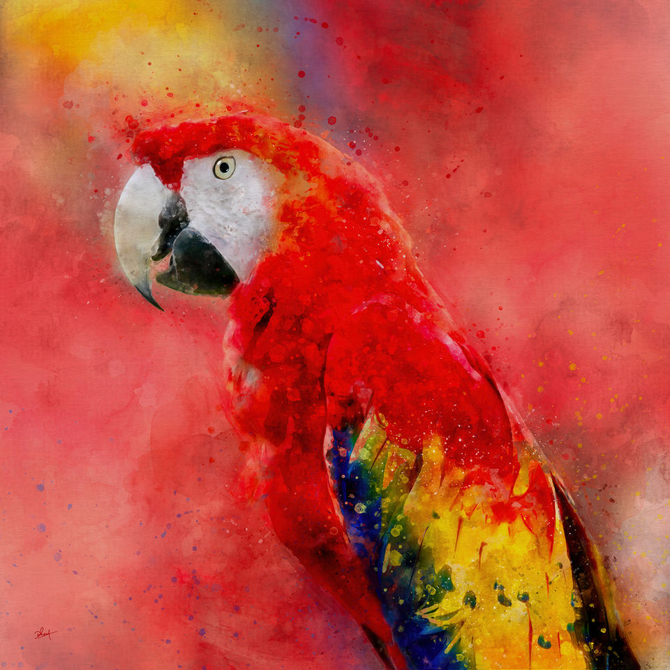 scarlet macaw artwork