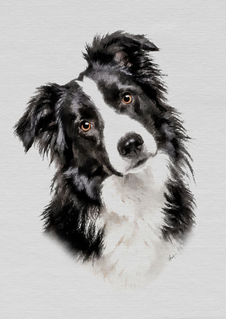 border collie portrait