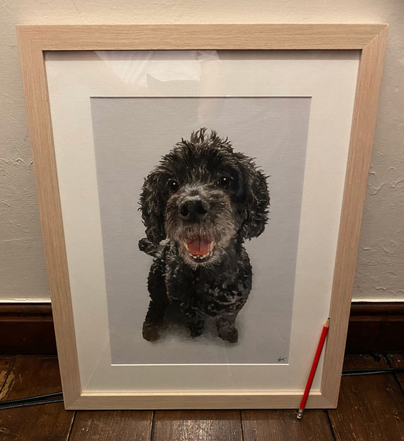 Framed pet portrait of a Cockapoo drawn from a reference photo, pencil for scale
