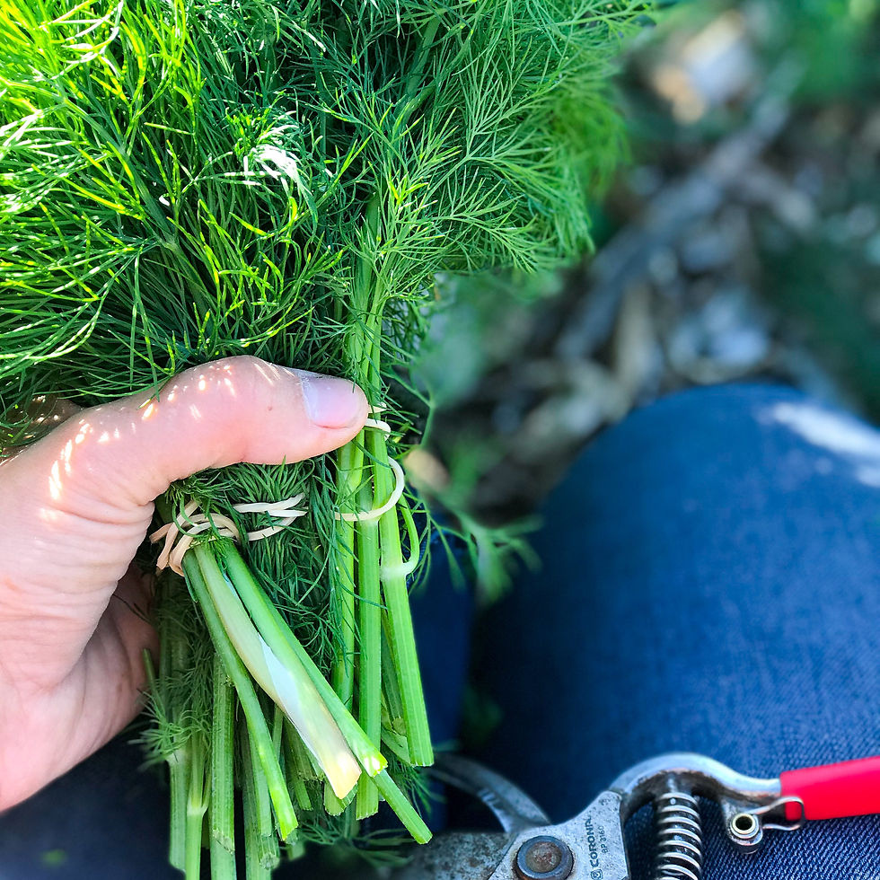 Laying Out Your Kitchen Garden