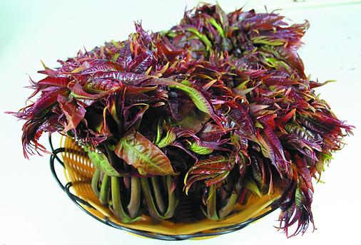 toona sinensis prêt à manger.png