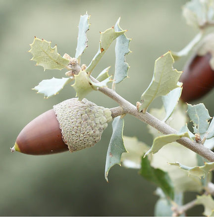 chene vert a gland doux.jpeg