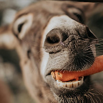 Prima with carrot_edited.jpg