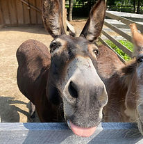 Sedona with tongue out.jpg