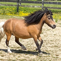 Miracle- running_edited.jpg