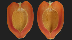 Mermelada de papaya