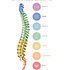 SPINAL-FLOW-GATEWAY-CHART-WHITEFlow-GAteway-1-724x1024.jpg