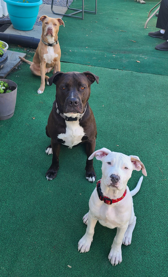 Three dogs of three different colors in three different sizes all standing in a diagonal row