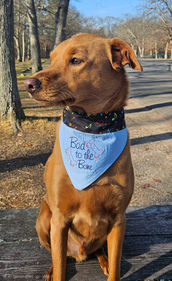 Mischeivous Max in a bandana that says Bad to the Bone with a musical fabric
