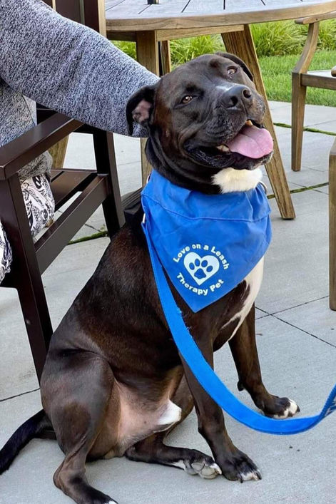 Black dog in his therapy dog outfit visiting a local nursing home