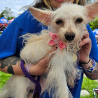 Sweet Little dog in a pink collar flower