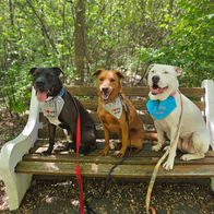 Three dogs on a park bench all wearing Mother's Day bandanas