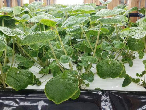 World's First Indoor Wasabi Farm