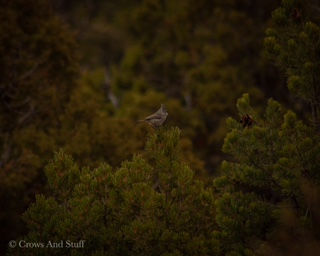 A Juniper Titmouse 