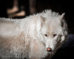 Arctic Wolf