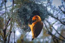 Golden Weaver and His Nest