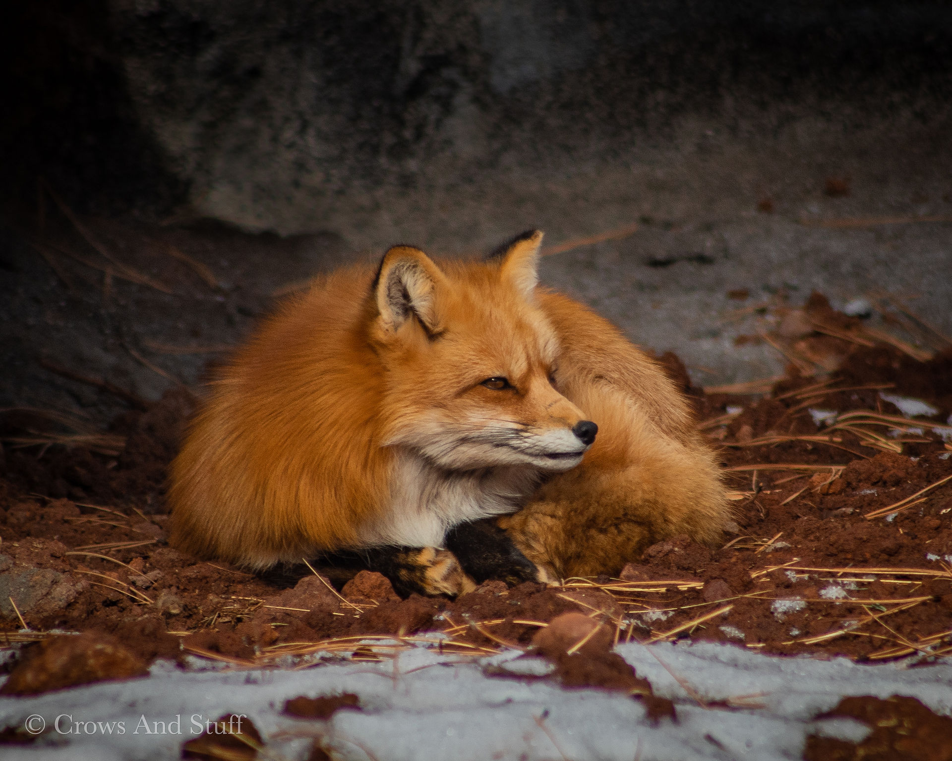 Stitch the Red Fox