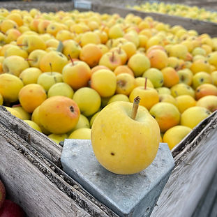 Harrison Apples in Bin.jpeg