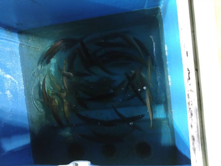 📍9月10日 イカメタル・バチコン調査🎣