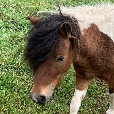 Hoofd Aya_edited.jpg