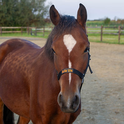 hoofd belle vie_edited.jpg