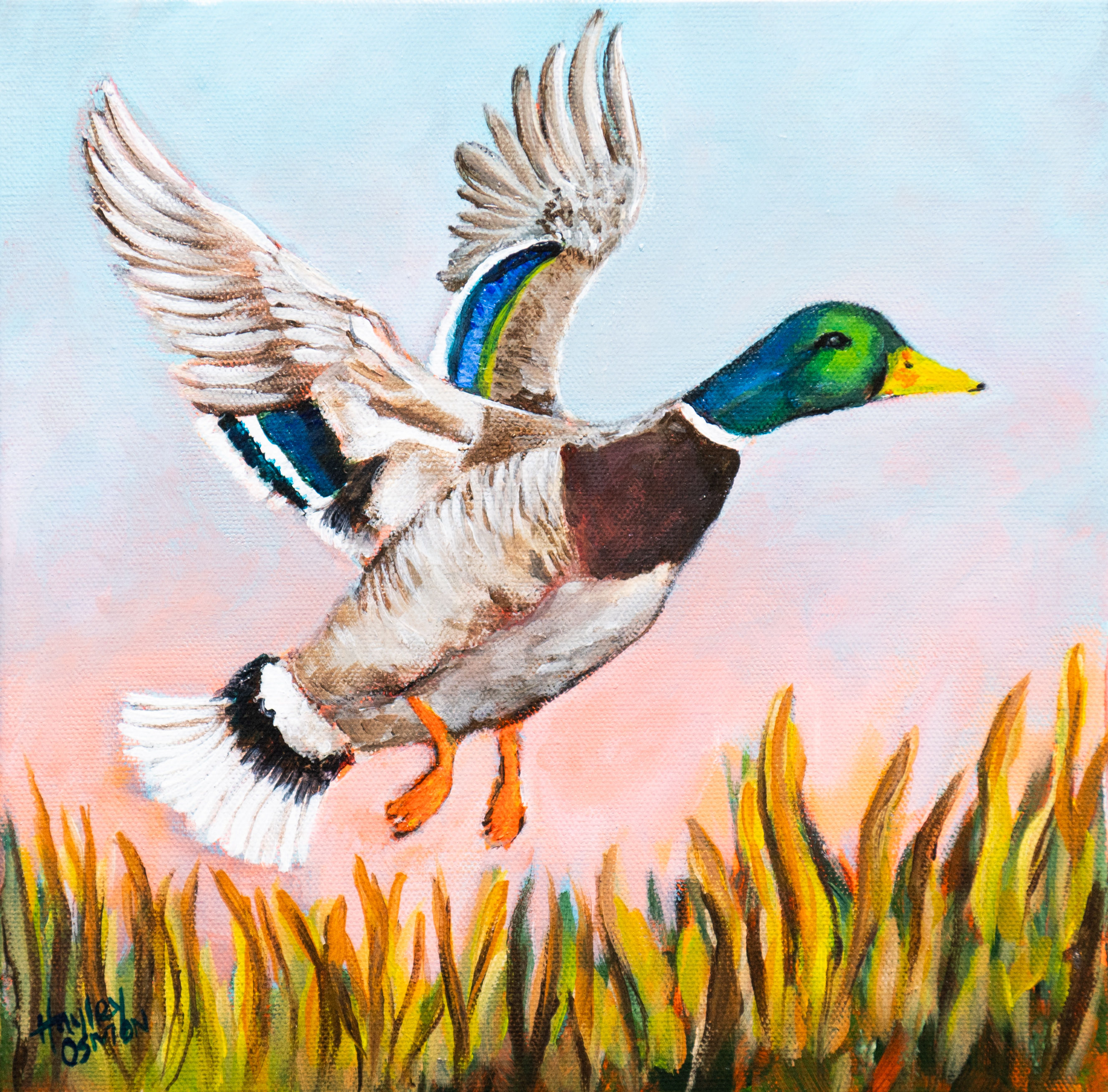 Taking Flight– Mallard Duck Coastal Wildlife Art Print