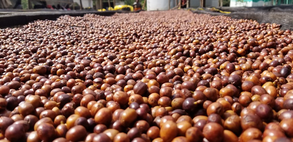 Special Preps & Naturals