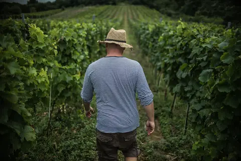 Tokajská vínna cesta