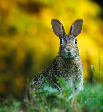 rabbit-1882699_1920.jpg