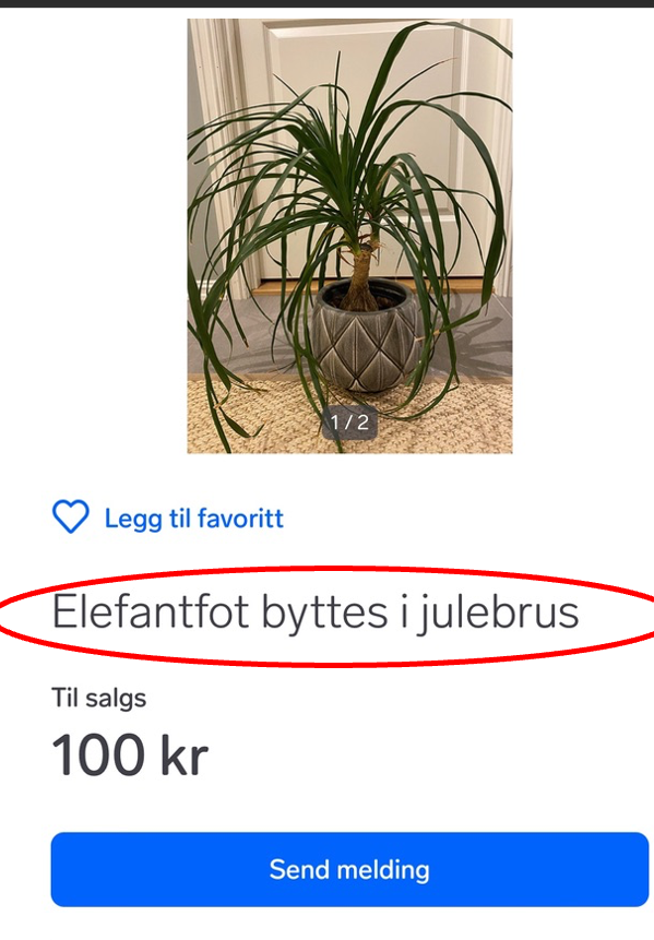 annonse fra finn.no om elefantfot som byttes i julebrus