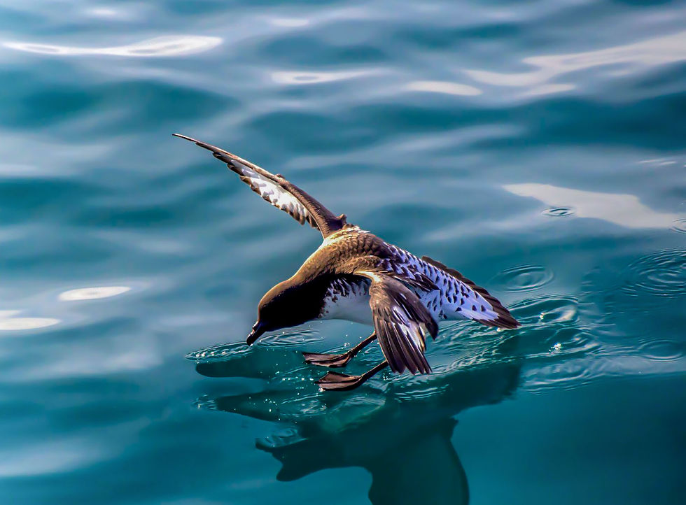 Walking on water