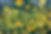 Yellow Flowers - Richard Wieth Oil 2022.jpg