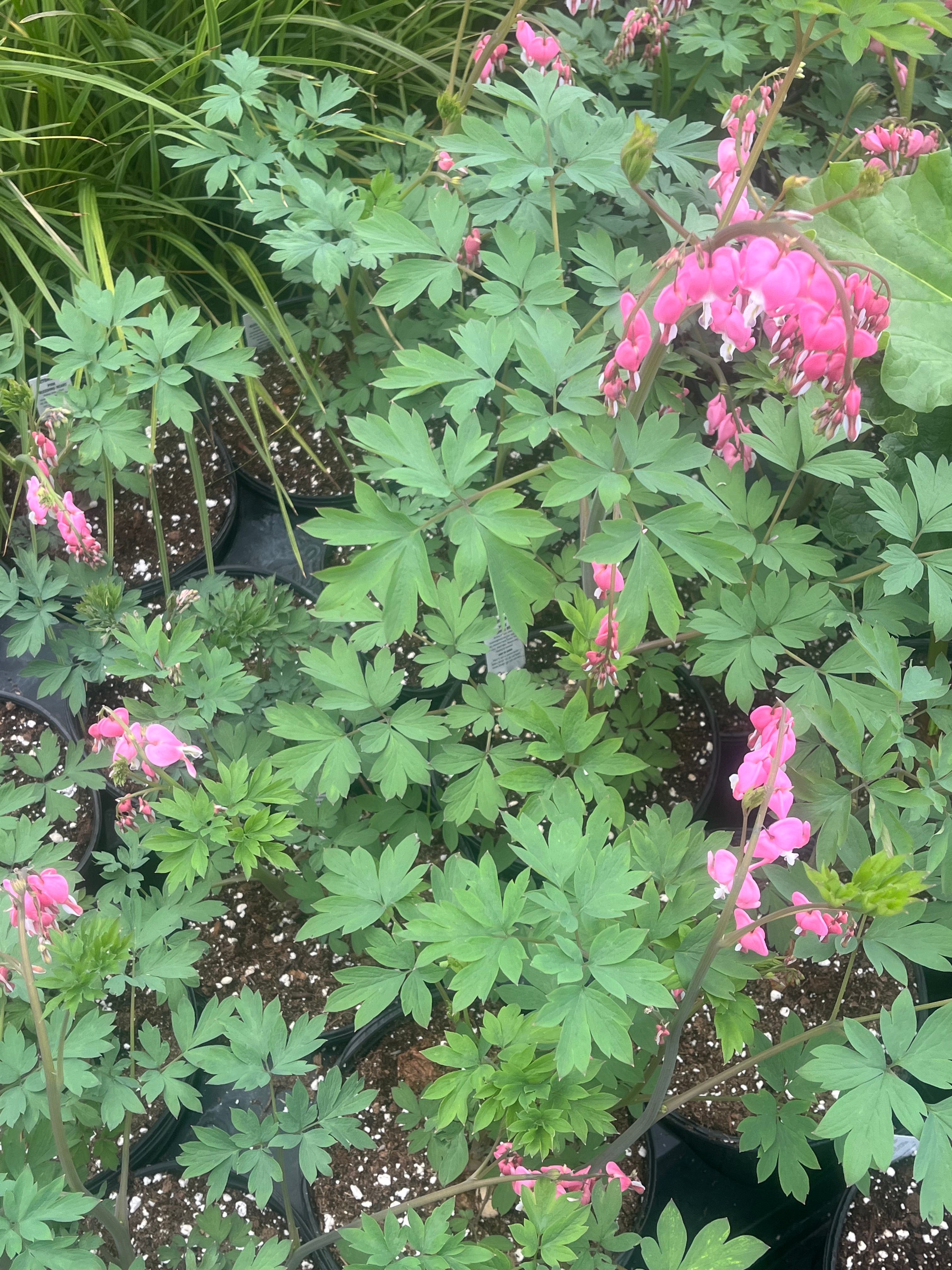 Bleeding Heart-Spactabilis